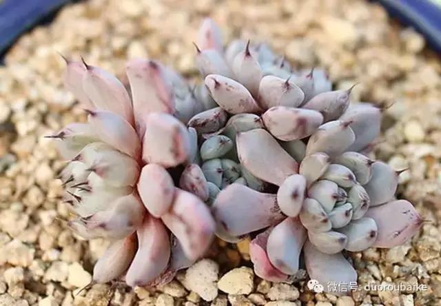 多肉植物服盆养殖方法,多肉服盆期不消耗叶片