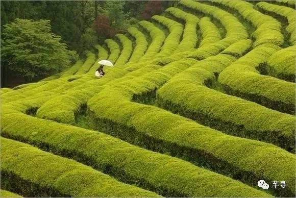 不止免签和免税店，还有各家爱豆，都在喊你去济州岛办婚礼！