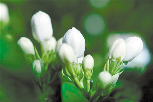 30种小植物,有大作用却很少有人知道的植物