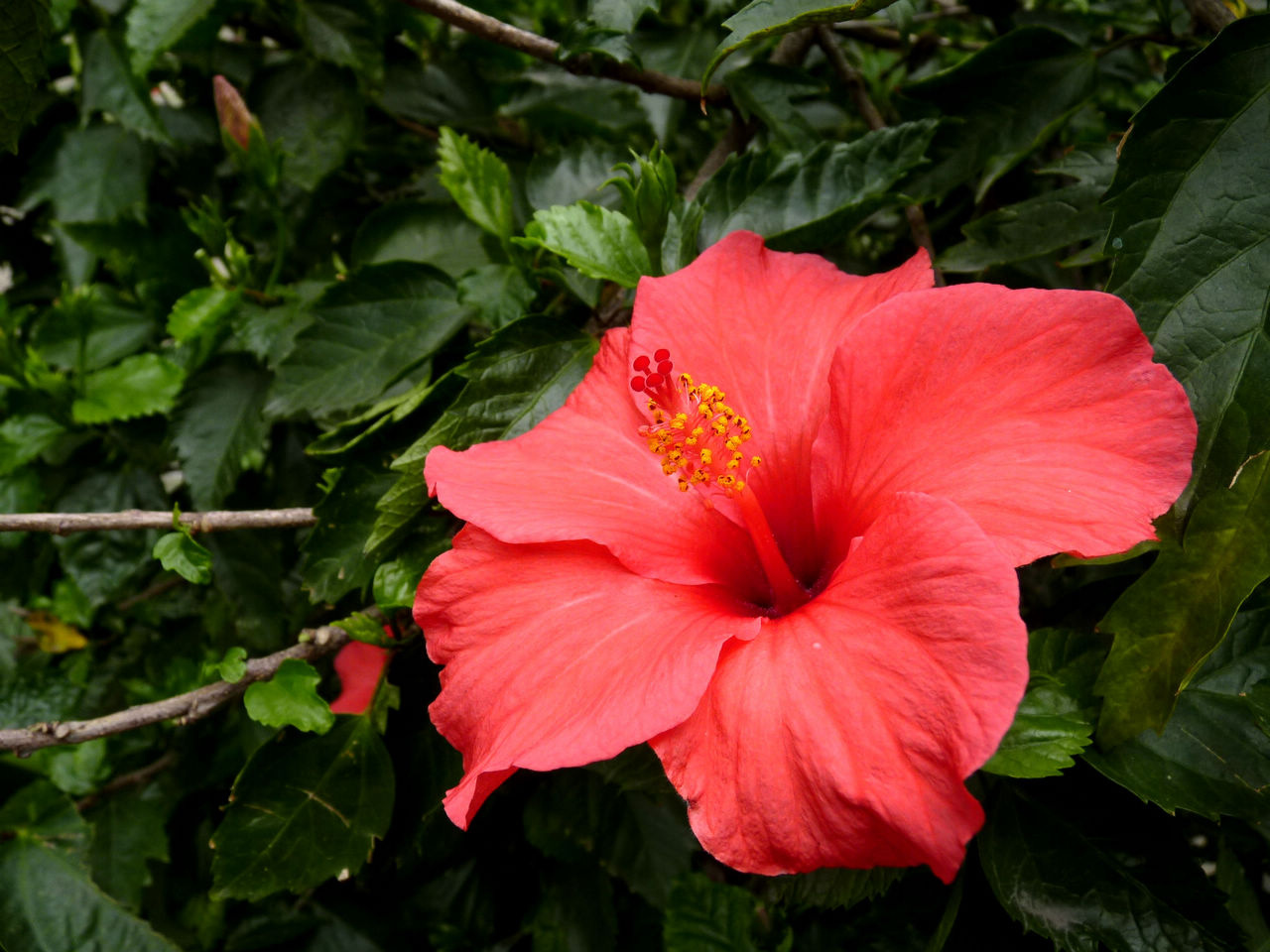 30种小植物,有大作用却很少有人知道的植物