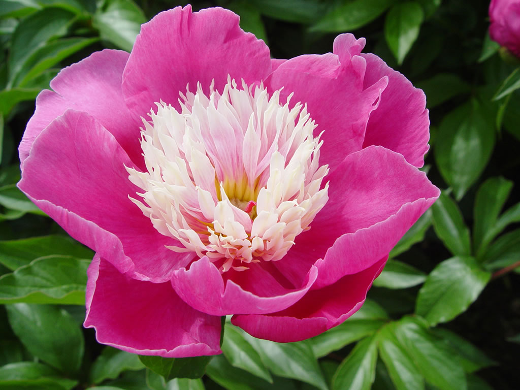 30种小植物,有大作用却很少有人知道的植物