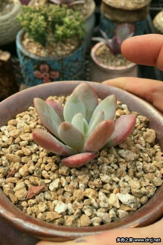 多肉品种是怎么杂交出来的,跨物种杂交成功的有哪些