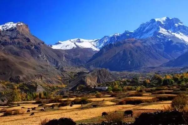 尼泊尔安娜普尔纳大环线act,尼泊尔安纳普尔纳徒步路线