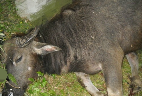 专家教你：如何判断牛气肿疽病与诊断方法？