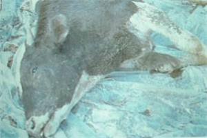 专家教你：如何判断牛气肿疽病与诊断方法？