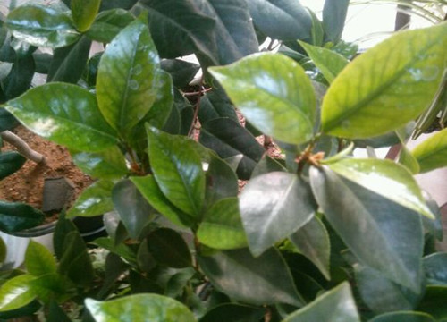 栀子花叶子发黄的解决方法,栀子花叶子发黄了还长虫子怎么办