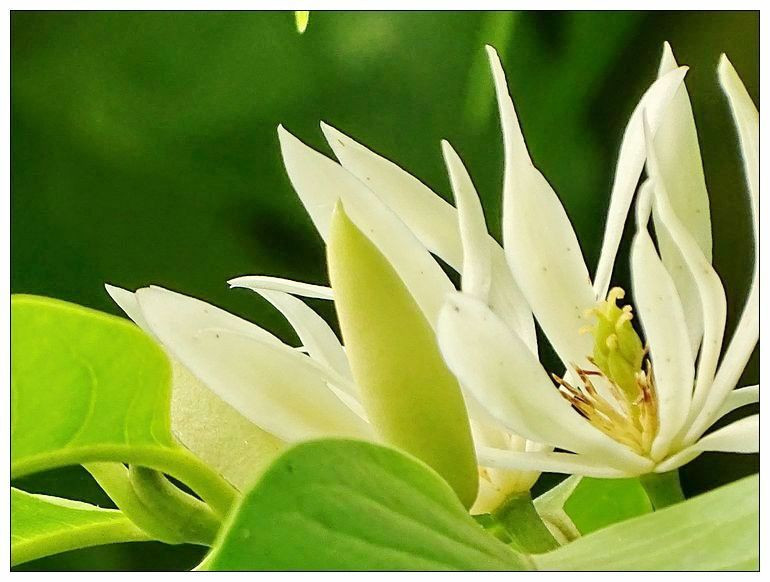 30种小植物,有大作用却很少有人知道的植物