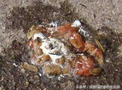 肉鸡中鸡粪便稀什么原因,肉鸡粪便稀原因