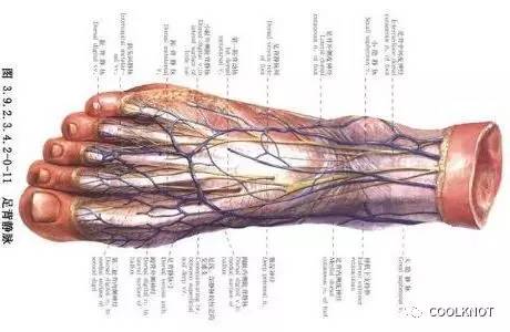 coolknot怎么样,coolknot绑鞋带教程