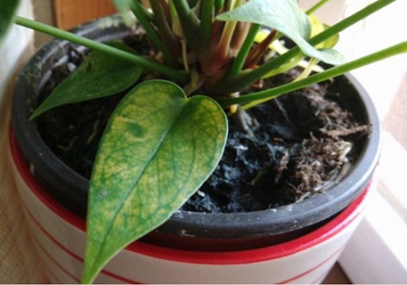 粉掌叶子发黄是怎么回事,粉掌的叶子发黄是怎么回事