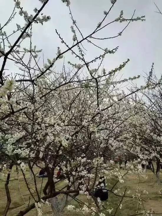 元旦跨年广州去哪玩免费,元旦去哪儿玩广州附近