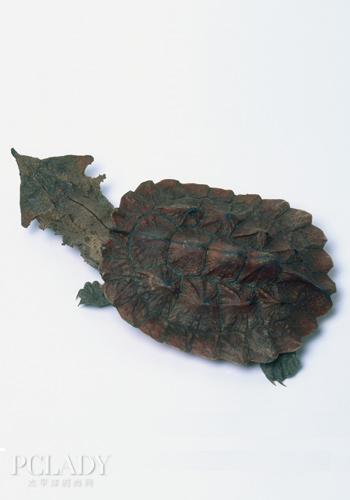 宠物大全：鳄龟的详细资料