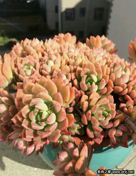 多肉品种是怎么杂交出来的,跨物种杂交成功的有哪些