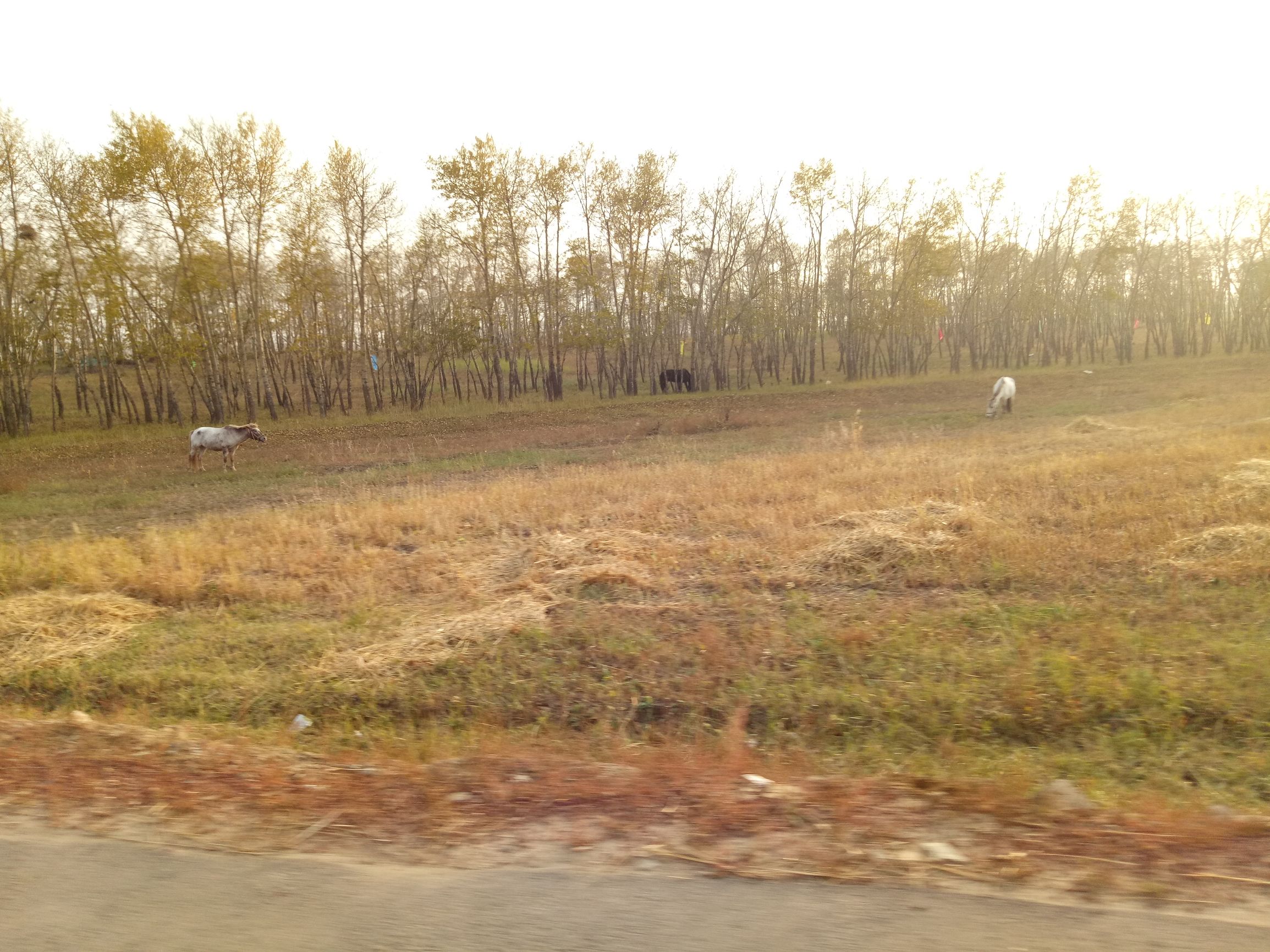 张北的草原天路之旅,张北天路攻略