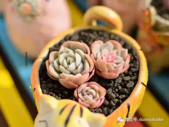 养肉路上不孤独，这些多肉趣事，你遇到过吗？