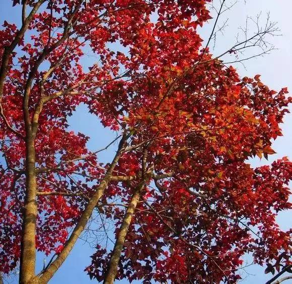 元旦跨年广州去哪玩免费,元旦去哪儿玩广州附近