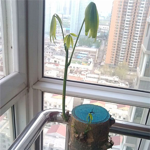 死了的发财树怎么养才能活,快枯萎的发财树怎么样能养好