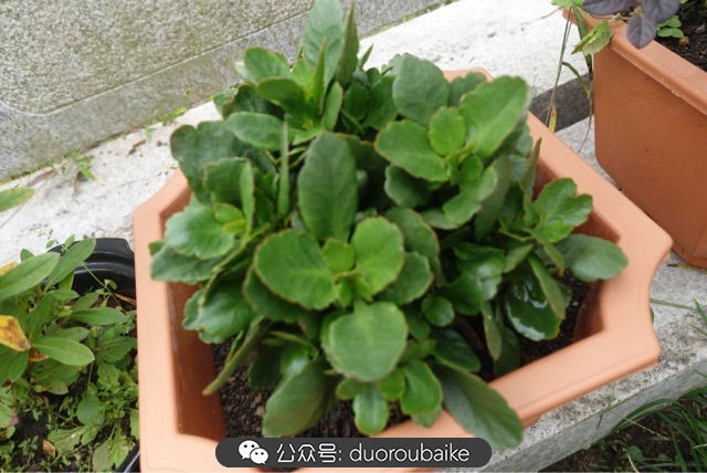 爱生活爱养花花卉绿植养护小知识,爱生活爱养花多肉植物养护小技巧