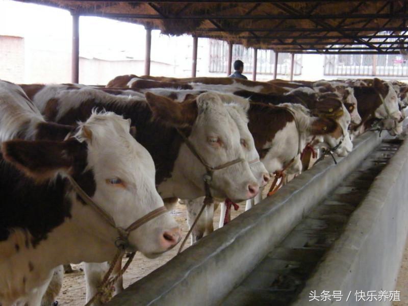 养牛赚钱怎么算利润的比例,养牛投入200万一年能赚多少钱