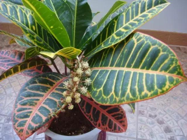 年宵花的危害,毒花观赏植物