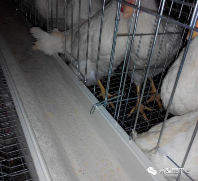 爱佳集团杨经理,杨文斌的养殖场