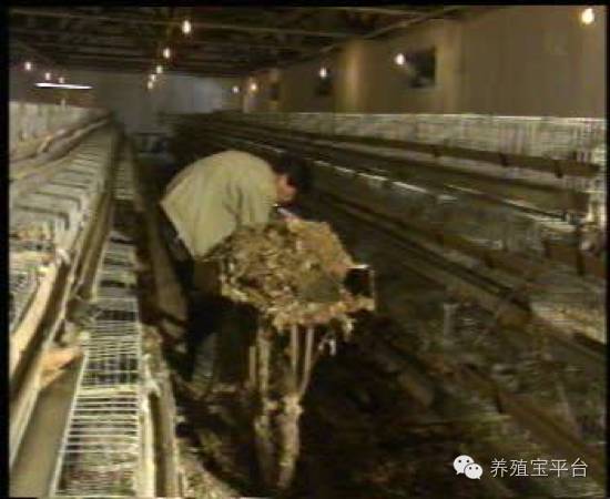 爱佳集团杨经理,杨文斌的养殖场