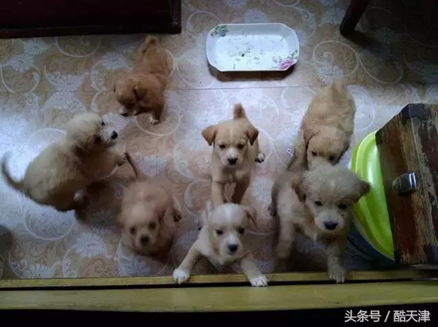 怎样知道家里的狗狗是串串 (怎么知道我家狗是什么串串)