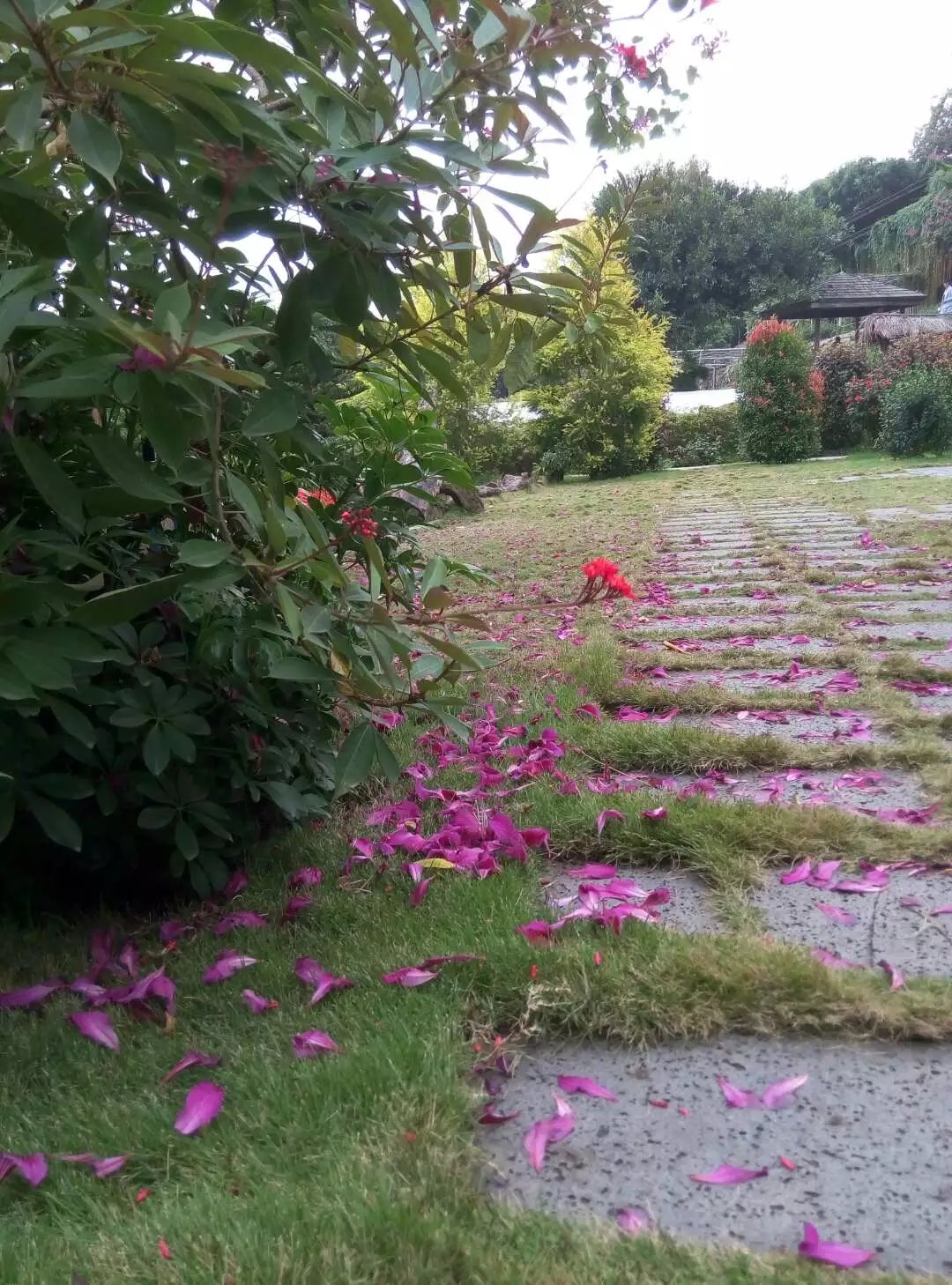 深圳青青世界酒店,深圳青青世界旅游大全