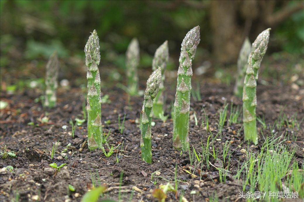 种植两年的芦笋该怎么栽培与采收,家庭种植芦笋的详细方法请收藏