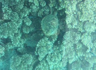 毛里求斯自驾游视频,毛里求斯游