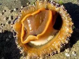 钓钩上饵技巧,上勾下回详细教学