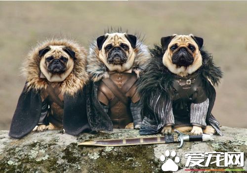 巴哥犬掉毛厉害怎么整,巴哥犬掉毛严重怎么解决