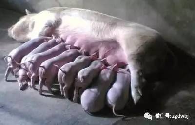 母猪产后中药怎样配方,母猪产后补气血的草药方子