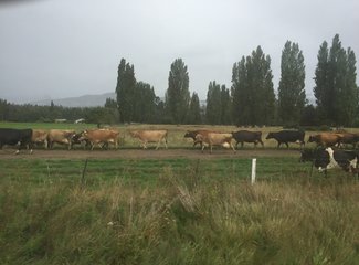 新西兰房车15天攻略,房车旅行记新西兰