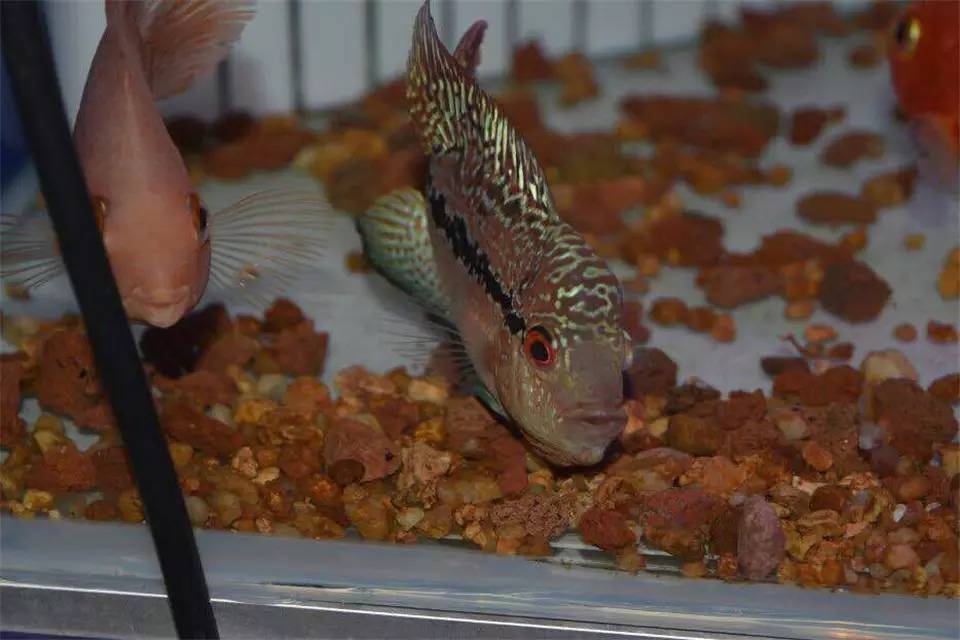 养罗非如何养得又肥又大,养螺知识