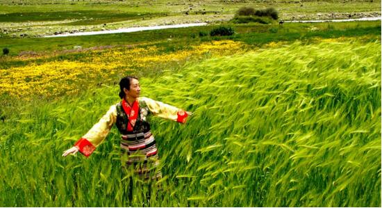 格萨尔王保佑——甘孜县青稞快乐生长