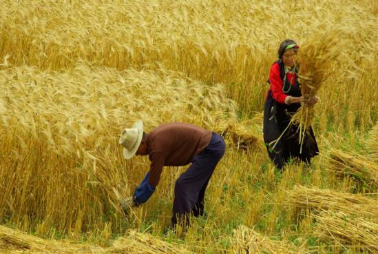格萨尔王保佑——甘孜县青稞快乐生长