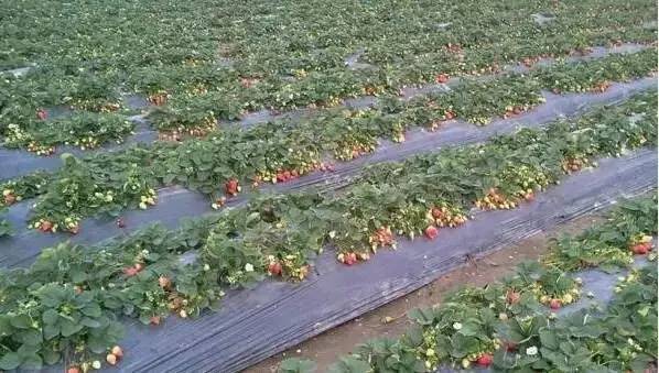 中山南区摘草莓,吐血整理10城33个市集