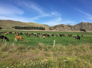 新西兰房车15天攻略,房车旅行记新西兰