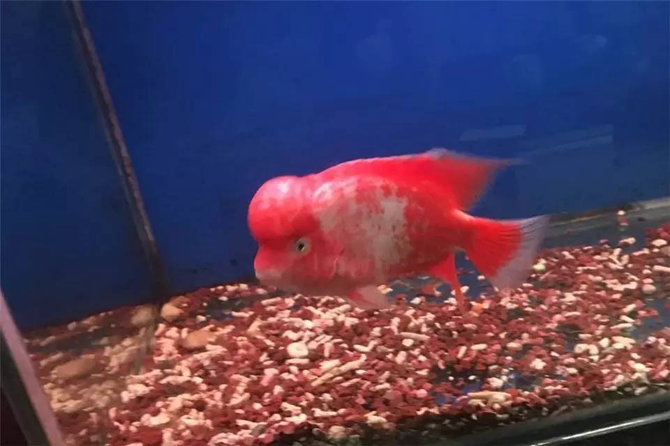 养罗非如何养得又肥又大,养螺知识