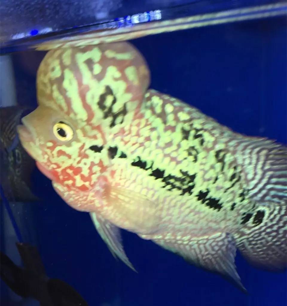 养罗非如何养得又肥又大,养螺知识