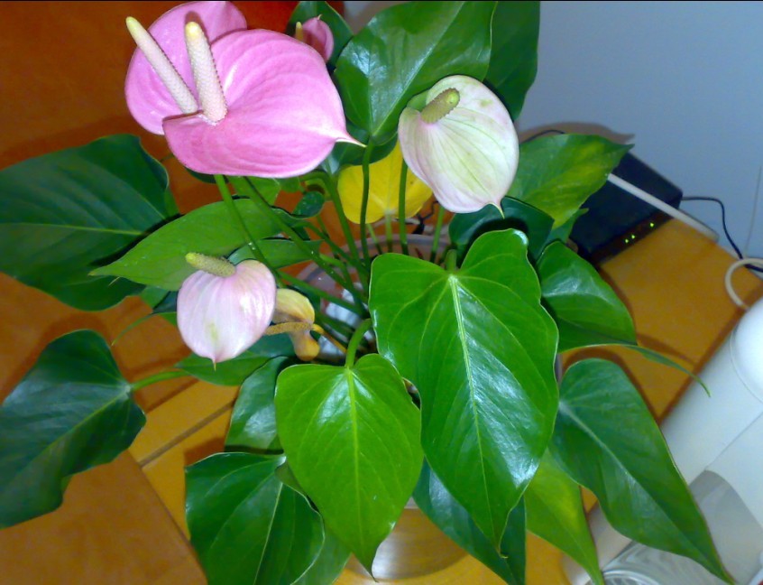 粉掌叶子发黄是怎么回事,粉掌的叶子发黄是怎么回事