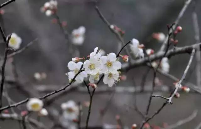 元旦跨年广州去哪玩免费,元旦去哪儿玩广州附近