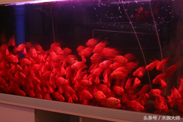 所有鹦鹉鱼肠炎图片,鹦鹉鱼肠炎的症状是什么