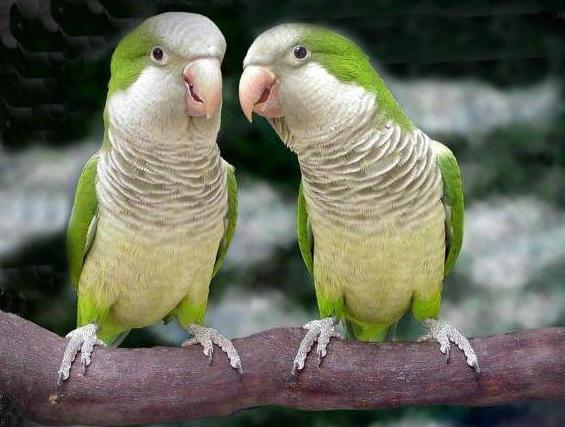 养宠物谨慎犯法,养宠物要谨慎不要随便养宠物