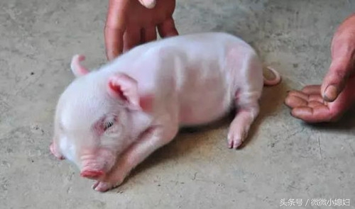 生下畸形儿怎么处理不犯法,畸形小猪怎么处理