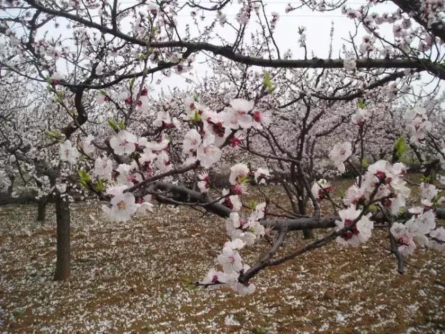 2021年洛阳旅游攻略指南,洛阳旅游攻略2015