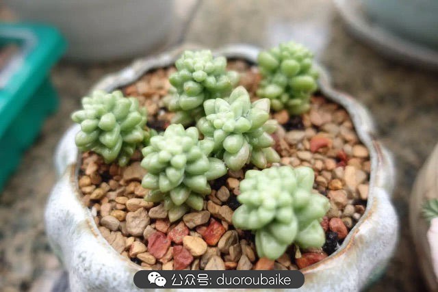 爱生活爱养花花卉绿植养护小知识,爱生活爱养花多肉植物养护小技巧