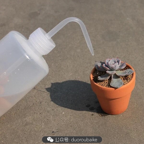 爱生活爱养花花卉绿植养护小知识,爱生活爱养花多肉植物养护小技巧