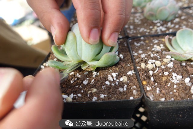 爱生活爱养花花卉绿植养护小知识,爱生活爱养花多肉植物养护小技巧